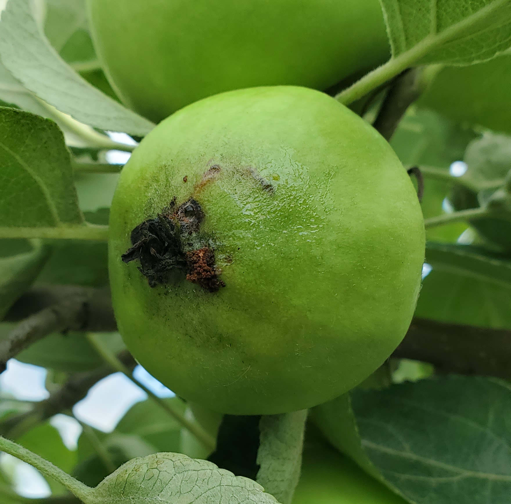 Holes in apple from codling moth feeding.